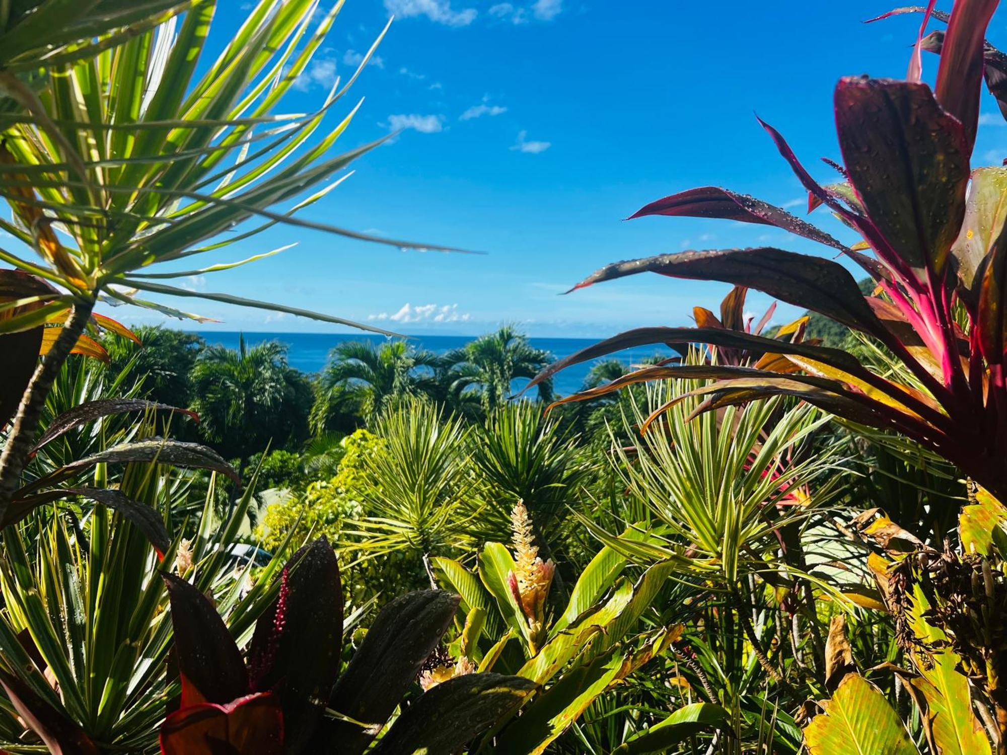 Vue Mer/3Beds/Piscine/Wifi/900 Metres De La Plage Deshaies Eksteriør bilde